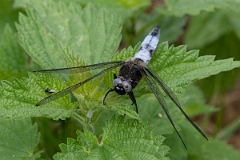 David Plant Photography - Wildlife Photography - Scarce chaser - P